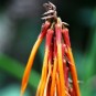 fotografii cloud-forest-in-ecuador