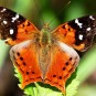 fotografii cloud-forest-in-ecuador