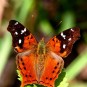 fotografii cloud-forest-in-ecuador