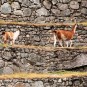 fotografii machu-pichu