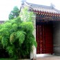 fotografii pagoda-dayan-ta