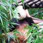 fotografii panda-giant-panda-si-red-panda