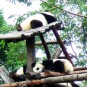fotografii panda-giant-panda-si-red-panda