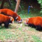 fotografii panda-giant-panda-si-red-panda