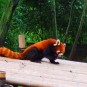 fotografii panda-giant-panda-si-red-panda