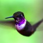 fotografii pasari-colibri-in-jungla-amazoniana