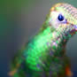 fotografii pasari-colibri-in-jungla-amazoniana