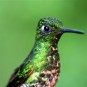 fotografii pasari-colibri-in-jungla-amazoniana