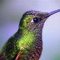 fotografii pasari-colibri-in-jungla-amazoniana