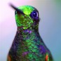 fotografii pasari-colibri-in-jungla-amazoniana