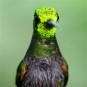 fotografii pasari-colibri-in-jungla-amazoniana