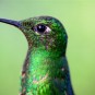 fotografii pasari-colibri-in-jungla-amazoniana