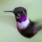 fotografii pasari-colibri-in-jungla-amazoniana