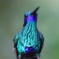 fotografii pasari-colibri-in-jungla-amazoniana