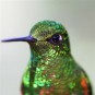 fotografii pasari-colibri-in-jungla-amazoniana