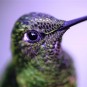 fotografii pasari-colibri-in-jungla-amazoniana