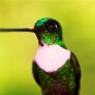 fotografii pasari-colibri-in-jungla-amazoniana