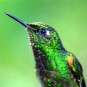 fotografii pasari-colibri-in-jungla-amazoniana
