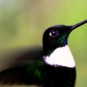 fotografii pasari-colibri-in-jungla-amazoniana