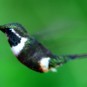 fotografii pasari-colibri-in-jungla-amazoniana