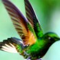 fotografii pasari-colibri-in-jungla-amazoniana