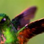 fotografii pasari-colibri-in-jungla-amazoniana