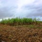 fotografii plantatii-in-rep-dominicana