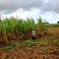 fotografii plantatii-in-rep-dominicana