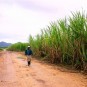 fotografii plantatii-in-rep-dominicana