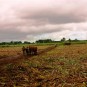 fotografii plantatii-in-rep-dominicana