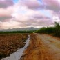 fotografii plantatii-in-rep-dominicana