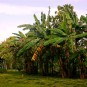 fotografii plantatii-in-rep-dominicana
