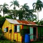 fotografii plantatii-in-rep-dominicana