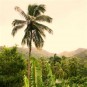 fotografii plantatii-in-rep-dominicana