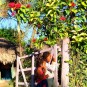 fotografii plantatii-in-rep-dominicana