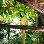 fotografii plantatii-in-rep-dominicana