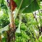 fotografii plantatii-in-rep-dominicana