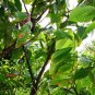 fotografii plantatii-in-rep-dominicana