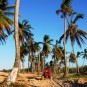 fotografii plantatii-in-rep-dominicana