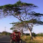 fotografii plantatii-in-rep-dominicana