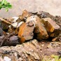 fotografii plantatii-in-rep-dominicana