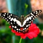 fotografii plantatii-in-rep-dominicana