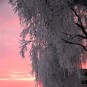 fotografii rovaniemi