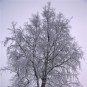 fotografii rovaniemi