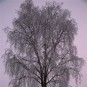 fotografii rovaniemi