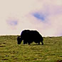 fotografii tibet-peisaje